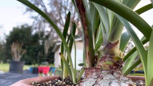 Hippeastrum Papilio Amaryllis