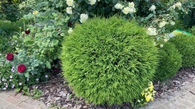 Шаровидные туи- эффектное украшение сада! 🌳Как вырастить, как ухаживать!