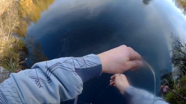 Кидаем Поисковой Магнит в приусадебный пруд. Поиск 2022