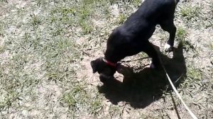 Приучение собаки не бояться громких звуков (грохота выстрелов и т.д.)