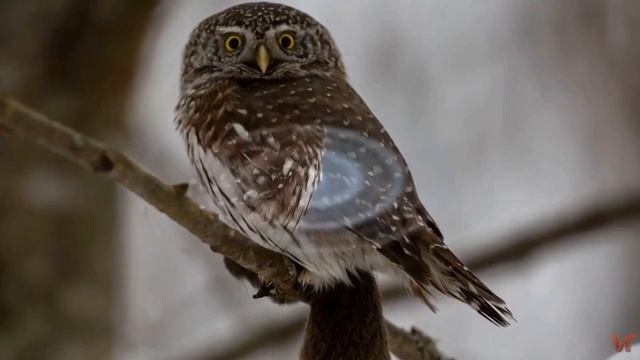 Воробьиный сыч (лат.  Glaucidium Glaucidium) смотреть онлайн