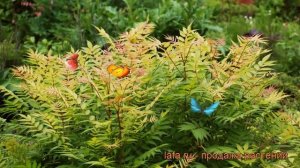 Рябинник рябинолистный Сэм (sorbaria sorbifolia sem) ? Сэм обзор: как сажать, саженцы рябинника Сэм