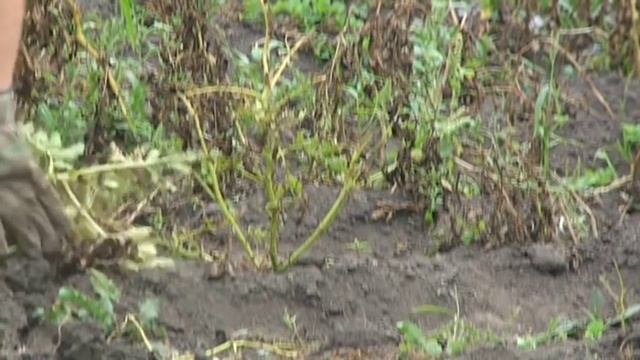 Сидераты׃ Картофель на бедной земле смотреть онлайн