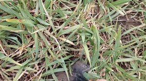 Падальница озимого ячменя Луран!Да или Нет?!