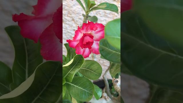 🌹Rosa Del desierto, flor del desierto, Adenium Obesum #Short