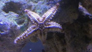 Рифовый аквариум с морскими звездами, креветками, крабом и рыбами.