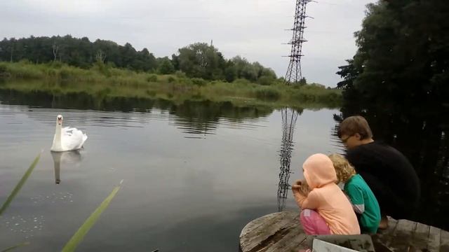 #хаска#huskyАтака лебедей. Хаски против лебедя. смотреть онлайн