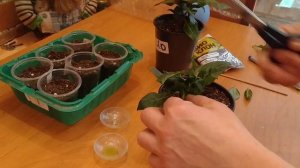 БАЛЬЗАМИН ГИБРИДНЫЙ РАЗМНОЖЕНИЕ ?