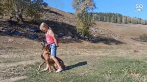 #Бельгийская овчарка# Малинуа# дрессировка# ребенок Ива управляет собакой# нашеживоеотборное#