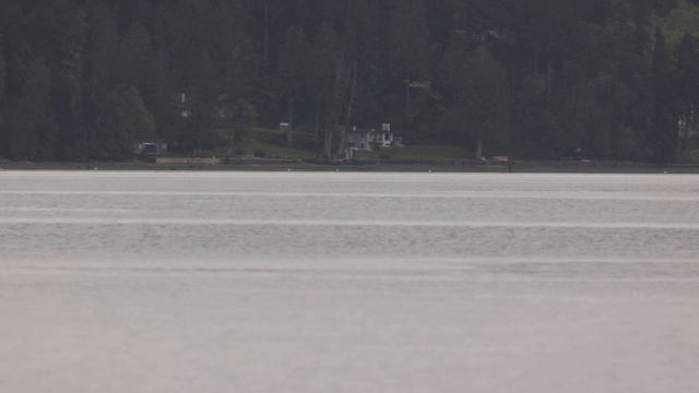 Transient Orcas Chainsaw and family смотреть онлайн