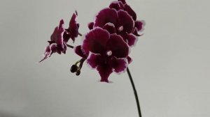 Орхидея фаленопсис Younghome Pearl