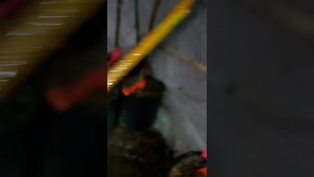 3 2919 Blushing Belle 1,2 & 3 смотреть онлайн