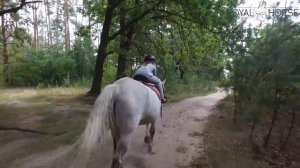 Прогулка на лошади породы Орловский рысак