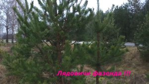 Скрыпаль - Сила птах...  Оля Гвоздовская .- провинциальная девочка !!!
