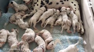 Real-Life 101 Dalmatians Record Litter