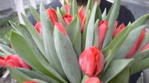 Вирощування тюльпанів. Тюльпан Фірст Стар. Tulips First Star / Выращивание тюльпанов