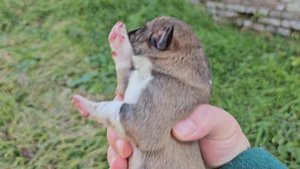 До последнего не отходила и грела своих детей 💔