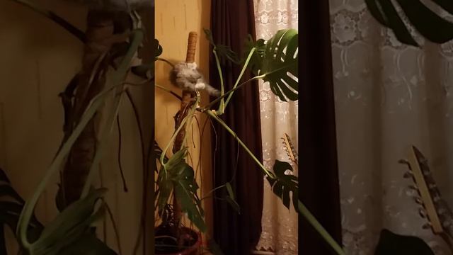 Котёнок-обезьяна