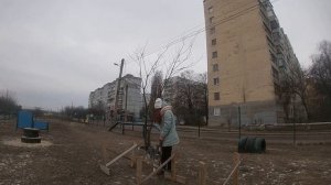 Дрессировка хаски. Видео урок 1