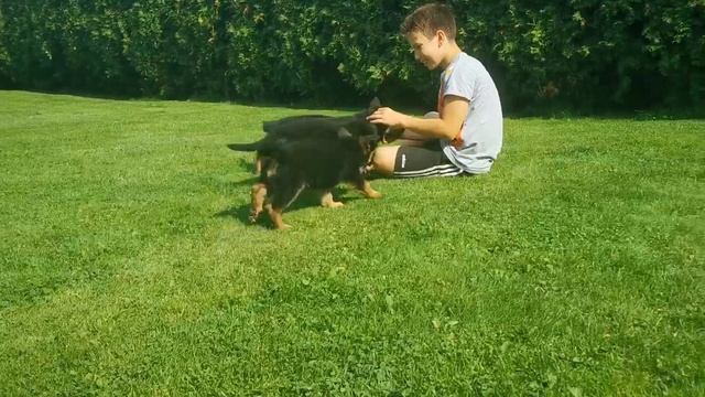 Питомник немецких овчарок предлагает к продаже щенков от 17.07.2020г тел. 89031252001 смотреть онлайн