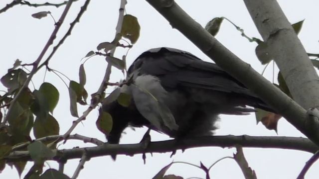 Ворона на дереве смотреть онлайн