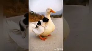 ПРЕКРАСНАЯ ДАЛЕКО НЕ БУДЬ КО МНЕ ЖЕСТОКА