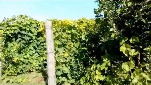 Обзор питомника Абрикос Сибири