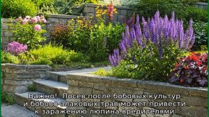 Люпин как сидерат