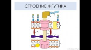 МОРФОЛОГИЯ БАКТЕРИЙ