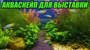 Акваскейп для выставки аквариумных рыбок почти готов. Пересадка рыбок