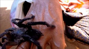 Cambodia Fried Spider カンボジアのクモ料理