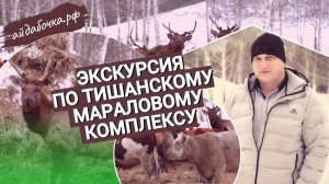 Айдабочка на экскурсии. Тишанский мараловый комплекс