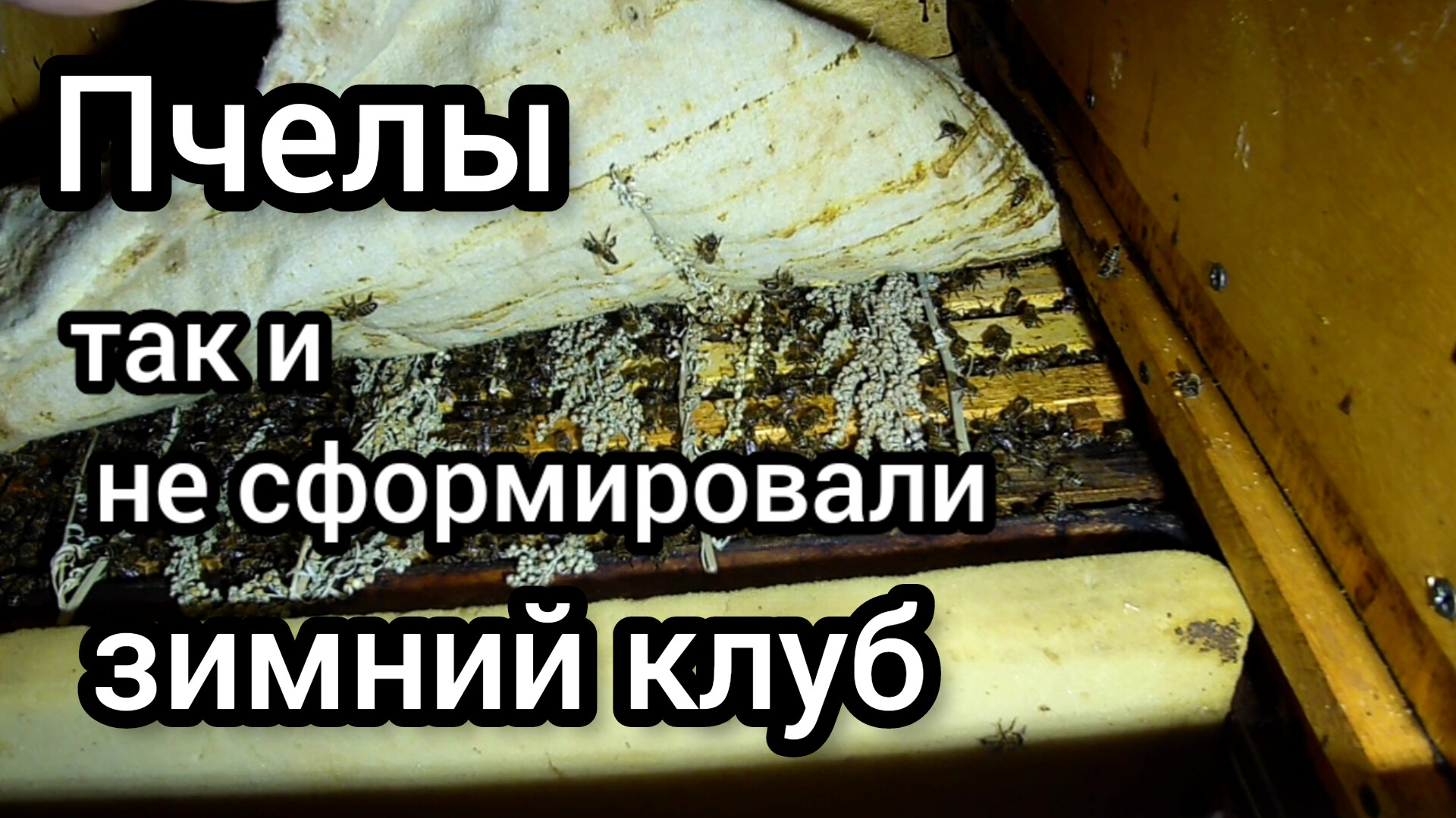Зимовка пчёл. Удаляю утепление у пчел. Удаление утепления пчел так и не заставило сформировать клуб. смотреть онлайн