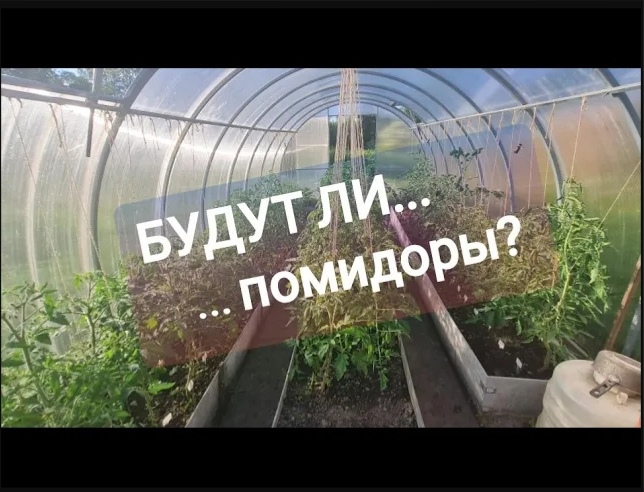 ТОМАТНАЯ теплица _ БОЛЬШЕ СОТНИ СОРТОВ и ГИБРИДОВ _ томатный ВТОРНИК_ Tomatoes T.mp4