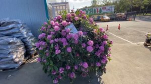 Рододендрон Розеум Элеганс Ком/160-180/ Польша - "Садовый Центр № 1" на Новой Риге