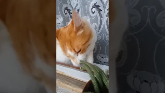 Cat vs cactus ll