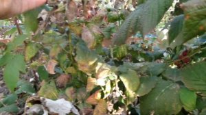 МАЛИНА МАРАВИЛА ? ИЛИ ОБМАН ? Липовые признаки