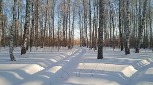 Отличная весенняя прогулка с собакой в лесу