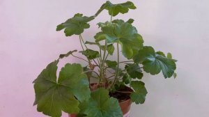 Пеларгония Ирида ЗА Роскошь