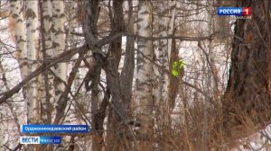 Охота на волков: за голову хищника в республике объявлена награда