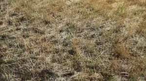 Посев гречихи пожнивной 2018 ч1