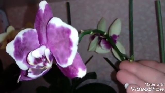 Обзор орхидей | Орхидеи и Орхидные