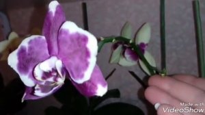 Обзор орхидей | Орхидеи и Орхидные