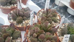 Адромискусы.Виды и цены.Adromischus.Uhligcacteen.