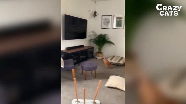 Cats Memes Compilation - Funniest Cats Of The Year - Crazy Cats
