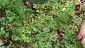 Сбор черники комбайном и подсказки по использованию ягоды