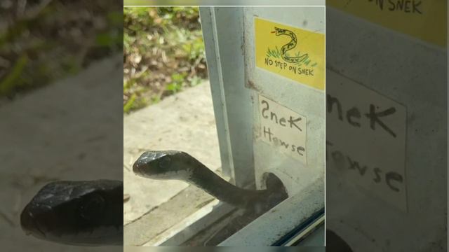 Маленькая змейка застряла в окне,что произошло потом всех удивило смотреть онлайн