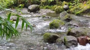 Forest Stream - Relaxing River Sounds - Birds - Nature Video - Relaxation - Relax/ Sleep/ Study