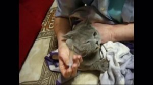 Учимся делать  укол кошке и не допускать ошибок / How to give an injection to a cat