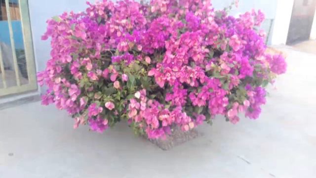 Jardim com Bougainvillea - Marlene Lourenço -Campo Verde - MT смотреть онлайн